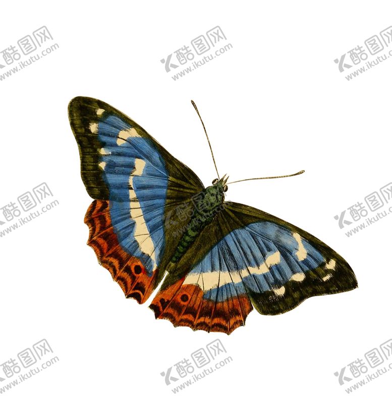 编号：51931502030253231202【酷图网】源文件下载-蝴蝶昆虫
