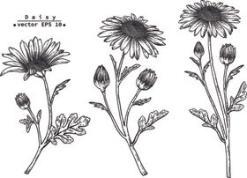 小花 花蕊