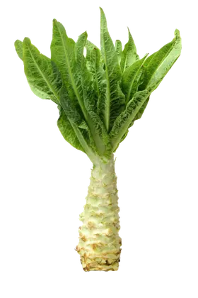 笋