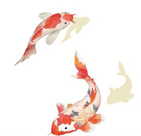 中国风水彩鲤鱼