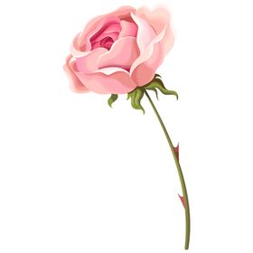 玫瑰花