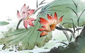荷花插画