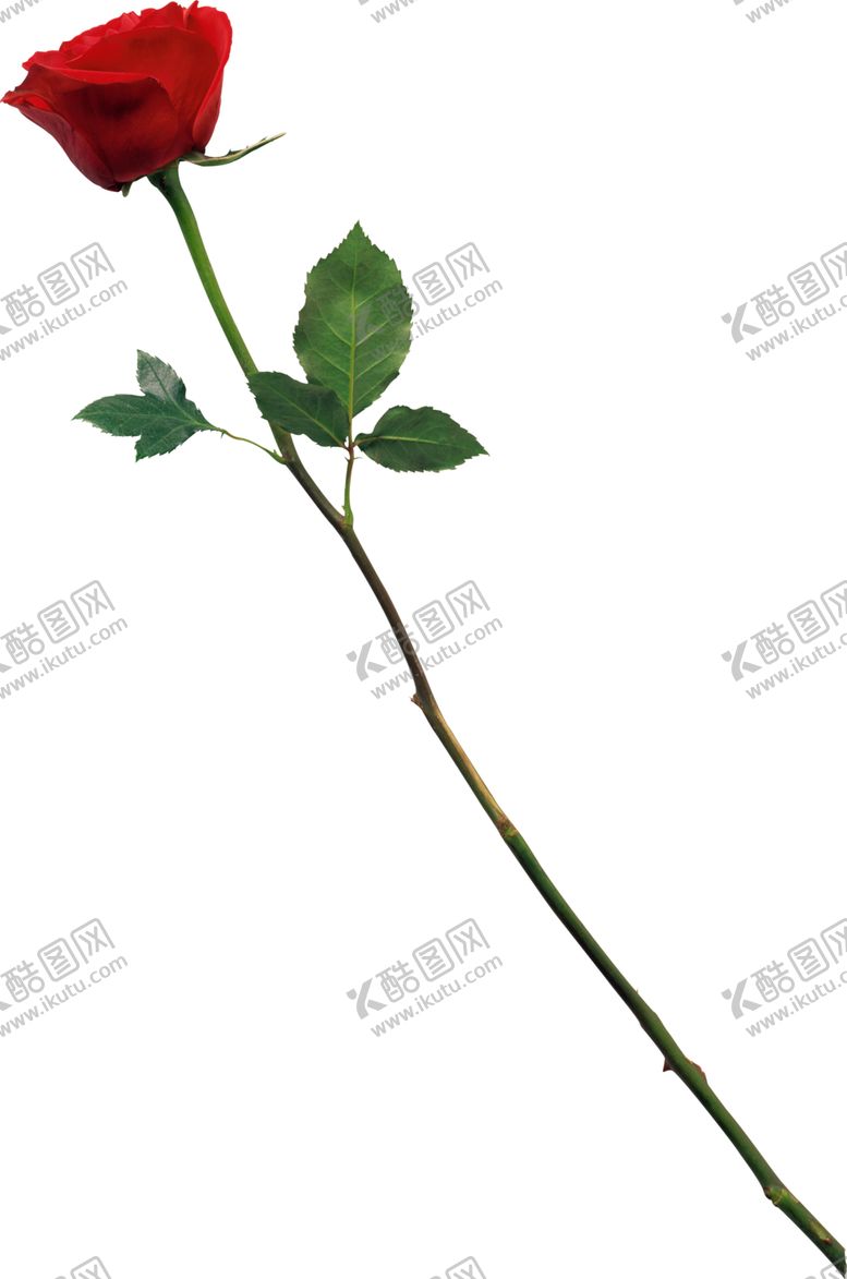 编号：96007601201824114017【酷图网】源文件下载-玫瑰