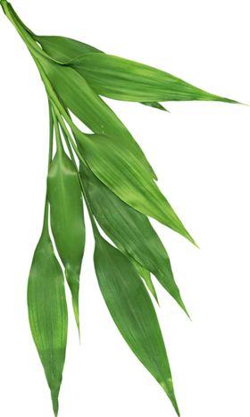 竹叶植物背景背景简约墙面
