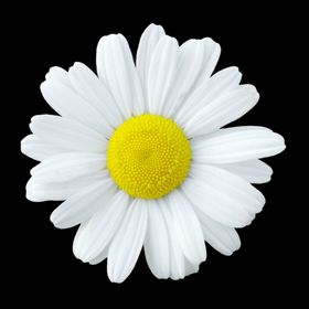 菊花野菊花雏菊春天鲜花花朵金菊