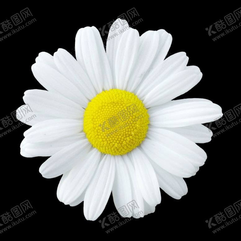 编号：95507910150302015702【酷图网】源文件下载-菊花野菊花小雏菊春天春季鲜花