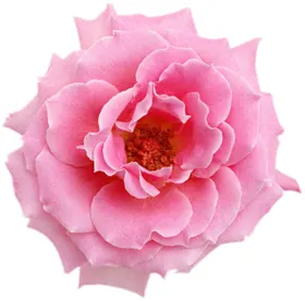 牡丹花
