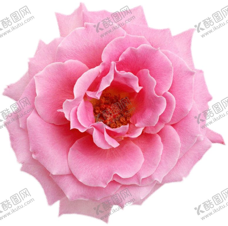 编号：29601704251928184621【酷图网】源文件下载-牡丹花