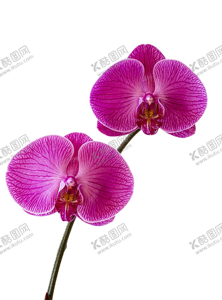 编号：41558209250328423239【酷图网】源文件下载-鲜花素材