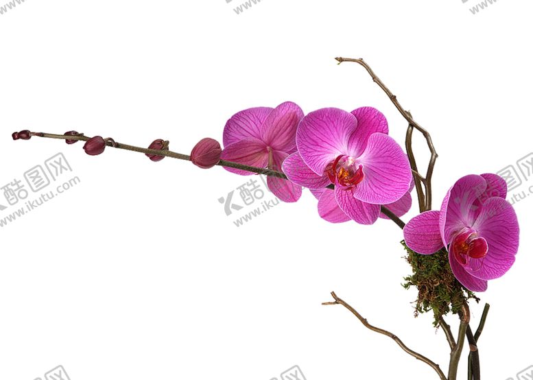 编号：96916906272128262975【酷图网】源文件下载-鲜花素材