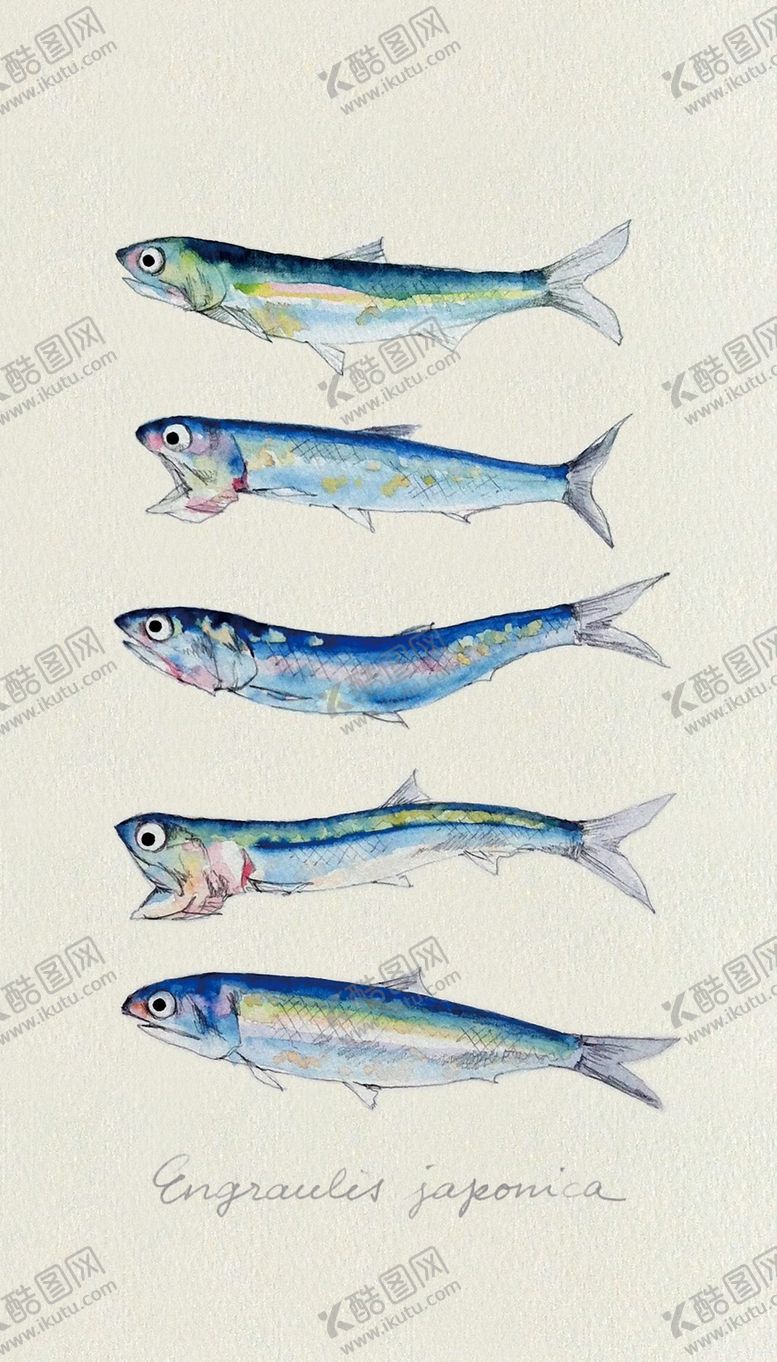编号：41690206181545422846【酷图网】源文件下载-海洋鱼类水彩插画