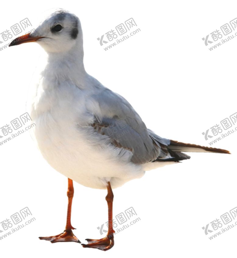 编号：30718705110235259995【酷图网】源文件下载-海鸥