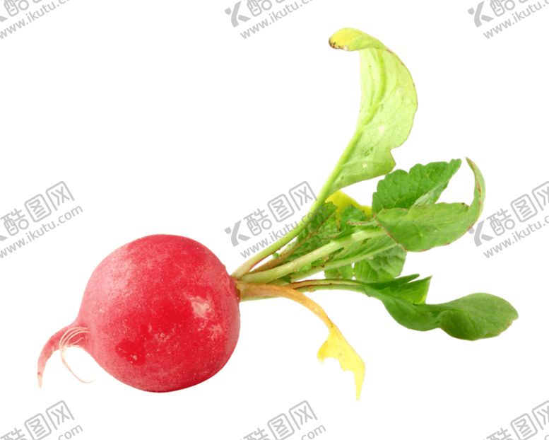 编号：97679309201345085814【酷图网】源文件下载-萝卜