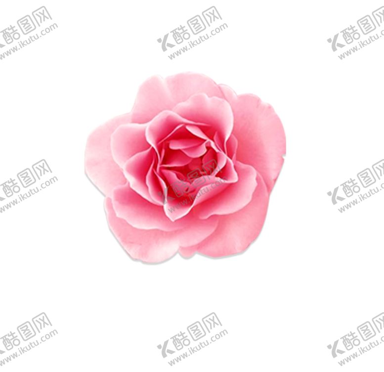 编号：91856710082044153862【酷图网】源文件下载-玫瑰花装饰素材