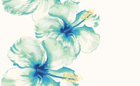 清新绿蓝调木槿花美图