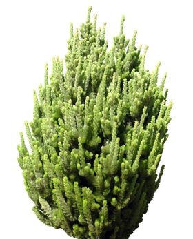 免扣针叶类植物
