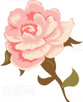 玫瑰花牡丹菊送七夕