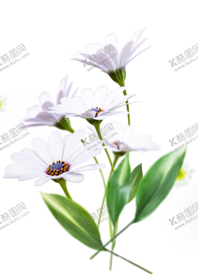 编号：66636104171815207419【酷图网】源文件下载-半边莲鲜花