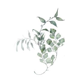 小清新水彩植物树枝