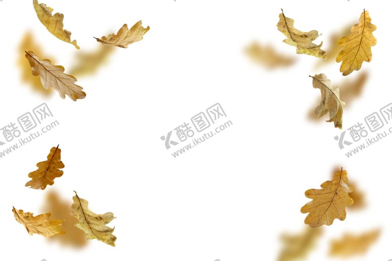 编号：78579307032053388059【酷图网】源文件下载-枫叶
