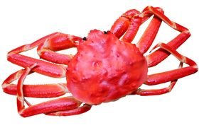 snowcrab雪蟹螃蟹