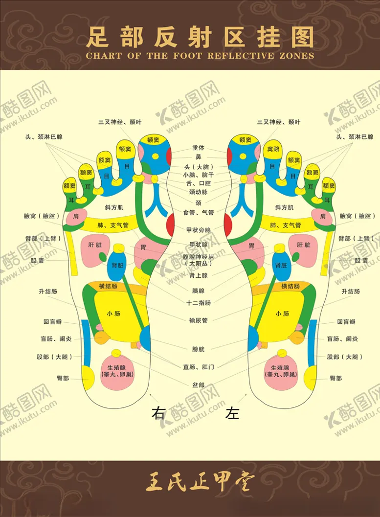 编号：28855705130935397899【酷图网】源文件下载-足部图