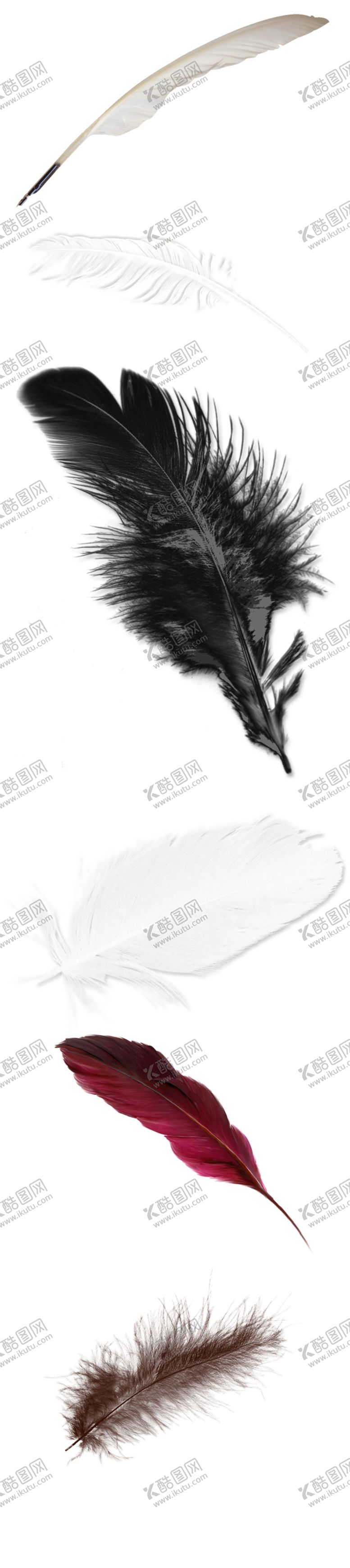 编号：56433407070521001969【酷图网】源文件下载-羽毛素材