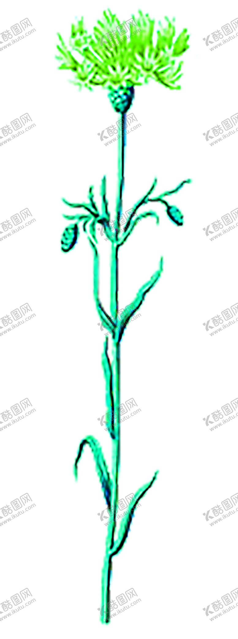 编号：55623810141916349593【酷图网】源文件下载-花素材