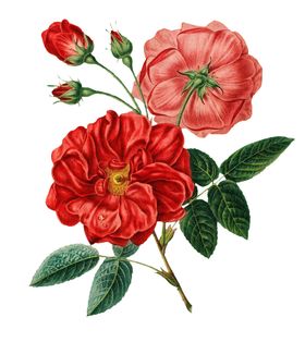 复古鲜花主题装饰图案