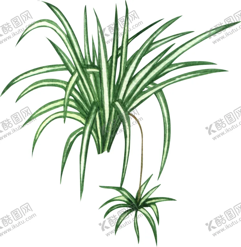 编号：77224106252351549528【酷图网】源文件下载-绿植水彩插画