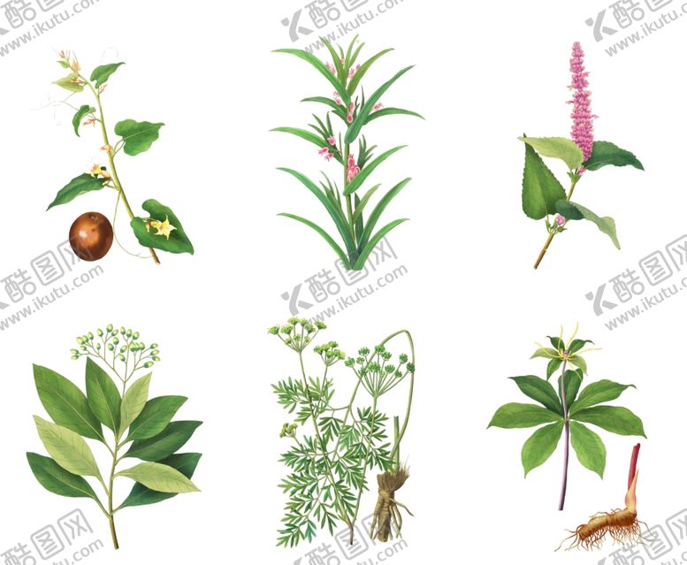 编号：25403509291423139465【酷图网】源文件下载-各种植物手绘抠图