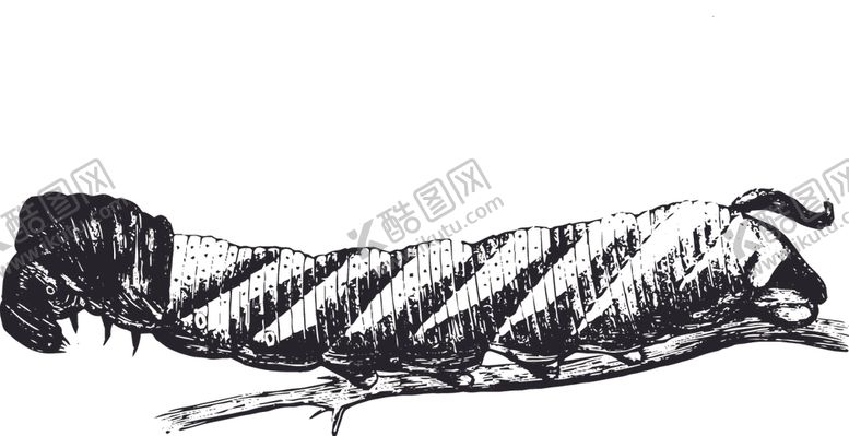 编号：24869909122320153277【酷图网】源文件下载-自然昆虫蝴蝶标本插画