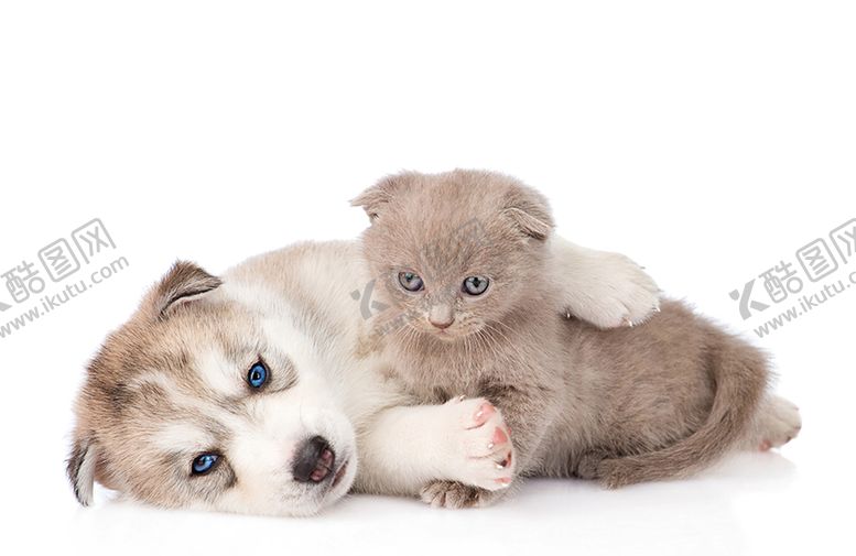 狗狗猫素材宠物猫高清图布偶猫