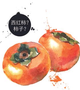 彩绘手绘柿子矢量水果插画柿子