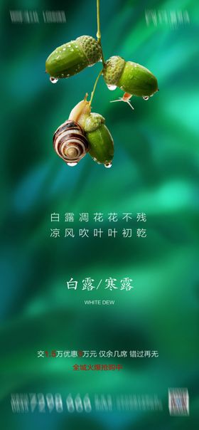白露图片