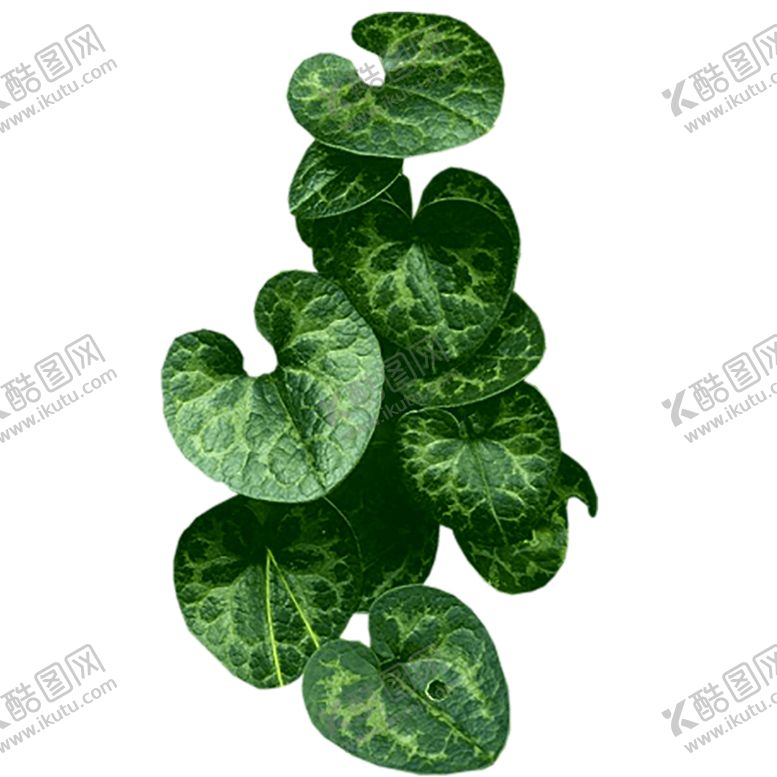编号：17339307081432217457【酷图网】源文件下载-绿色相框