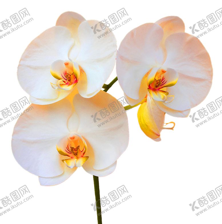 编号：99656706160427115372【酷图网】源文件下载-鲜花装饰