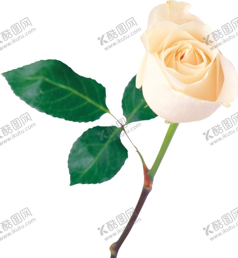 编号：28373810151905394291【酷图网】源文件下载-玫瑰