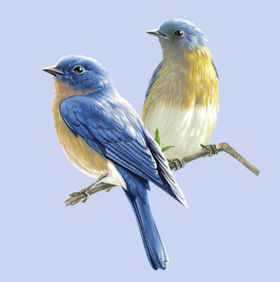 小鸟生物世界动物园动物免抠