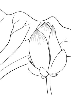 荷花