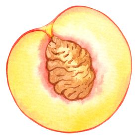 水彩创意插画水果