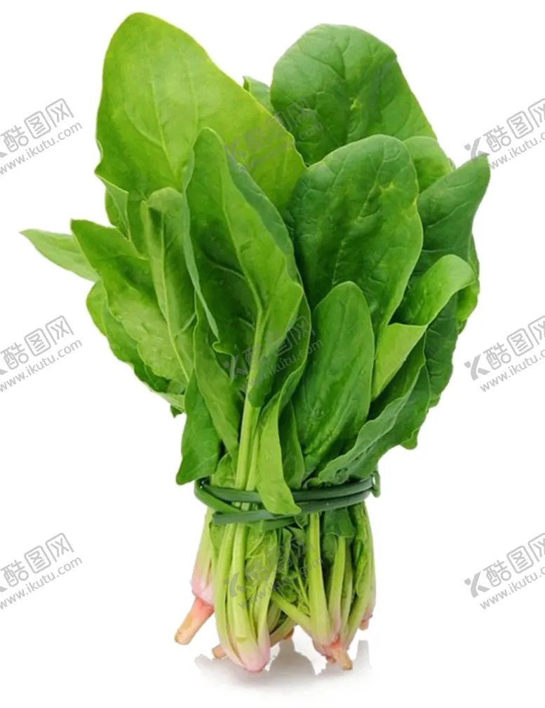 编号：60601606251639468817【酷图网】源文件下载-菠菜