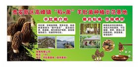 羊肚菌墙报