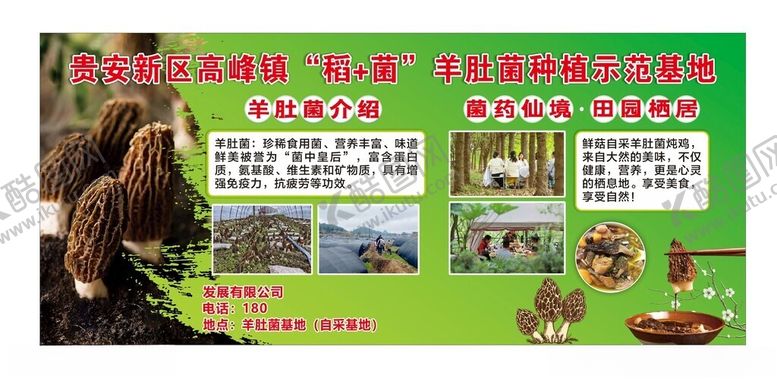 编号：42817704061549529718【酷图网】源文件下载-羊肚菌墙报