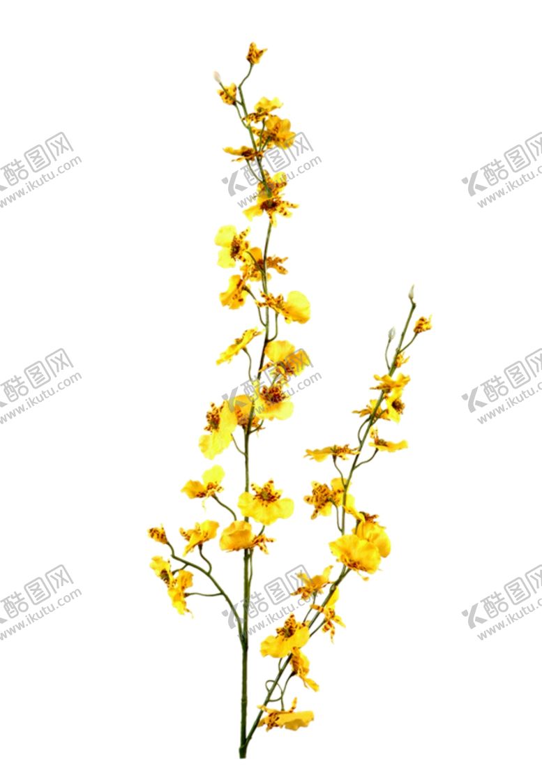 编号：85128004150819277403【酷图网】源文件下载-跳舞兰黄色鲜花