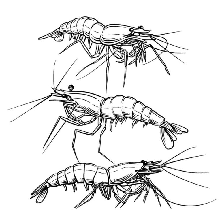 编号：97143712041022105464【酷图网】源文件下载-线条虾