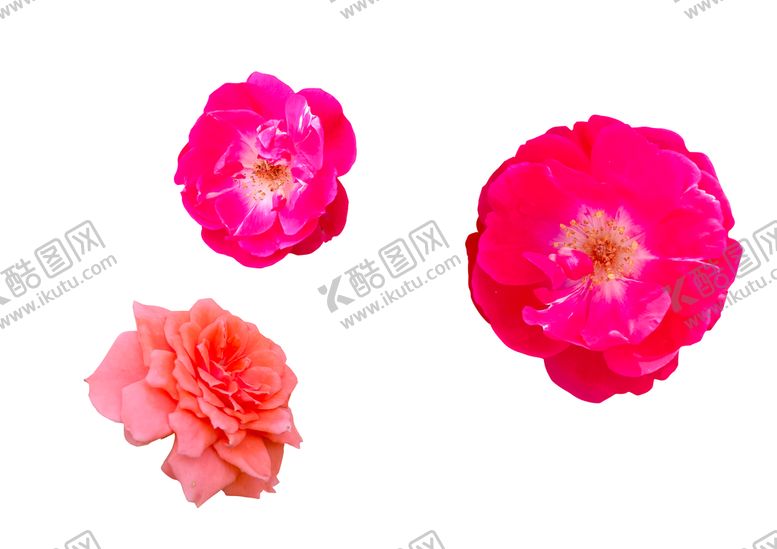 编号：59585711071253579022【酷图网】源文件下载-花朵素材