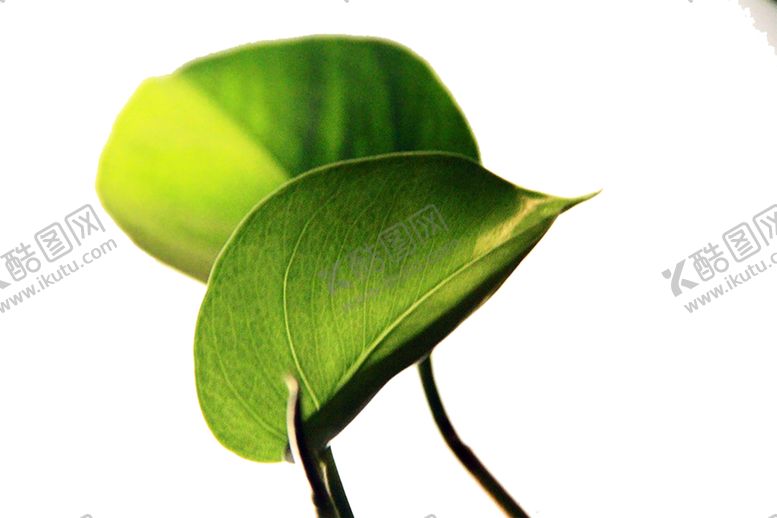 编号：66725910300206276053【酷图网】源文件下载-绿色植物