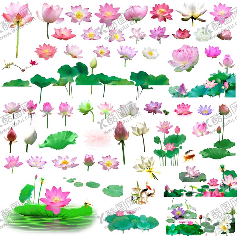 编号：95114307140600081797【酷图网】源文件下载-荷花