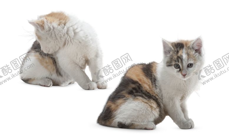 编号：56745001271331526096【酷图网】源文件下载-猫素材